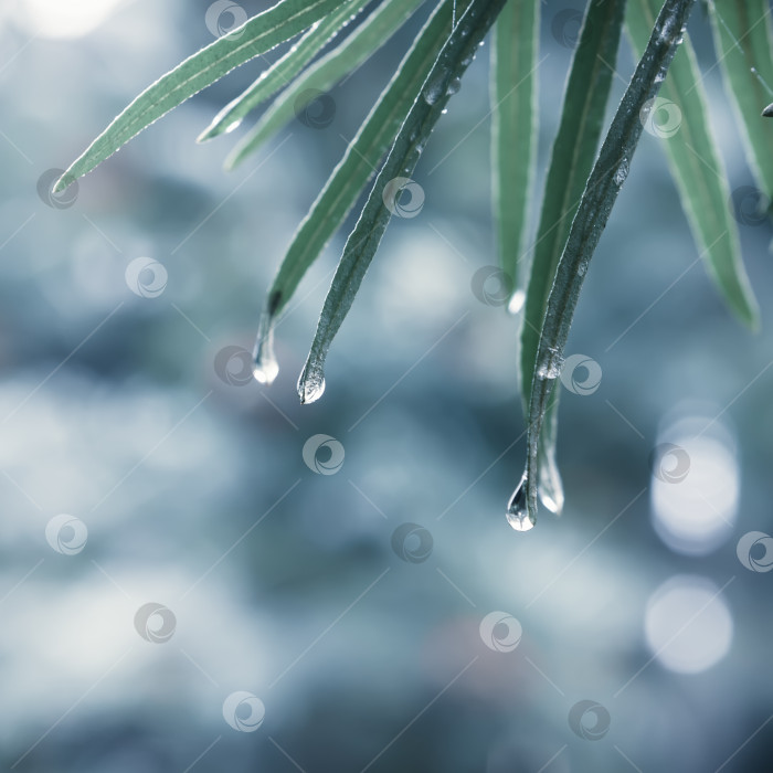 Скачать Капли росы или дождя на листьях фотосток Ozero