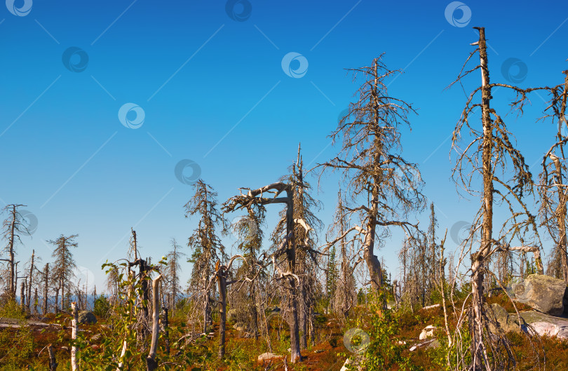 Скачать Странный сухой лес фотосток Ozero