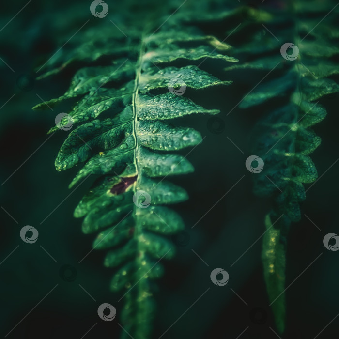Скачать Капли росы на листьях папоротника фотосток Ozero