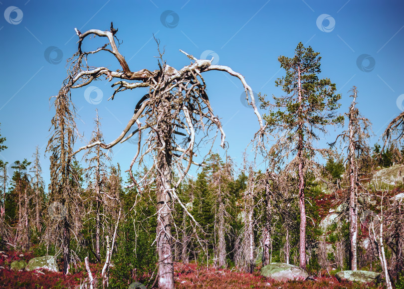 Скачать Странные сухие деревья фотосток Ozero