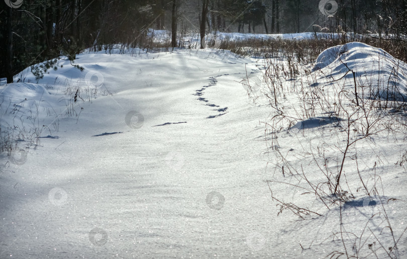 Скачать Звериные следы на Снегу фотосток Ozero