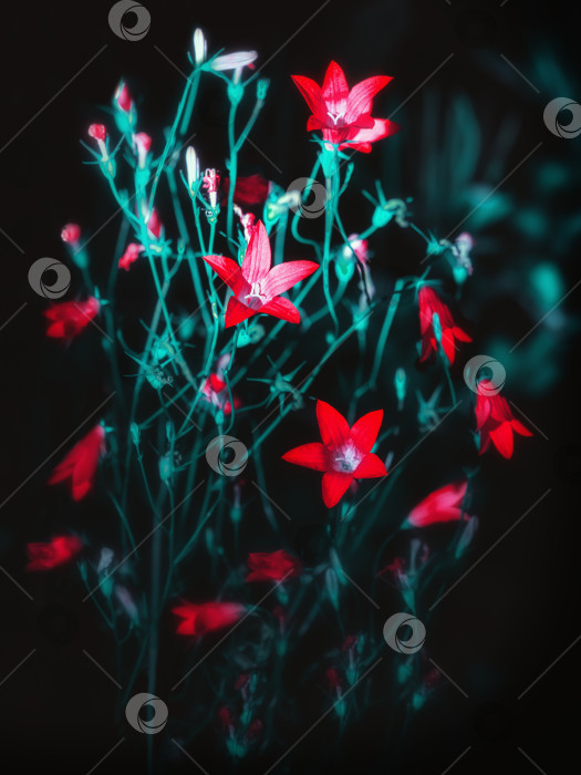 Скачать Красные цветы Колокольчика на Черном фоне фотосток Ozero