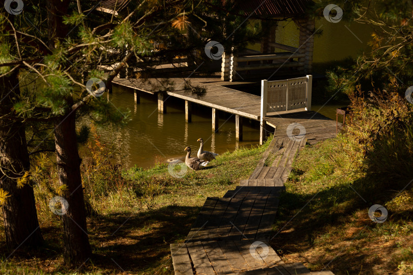Скачать Берег реки с пирсом в утреннем свете, 2 гуся прогуливаются по фотосток Ozero