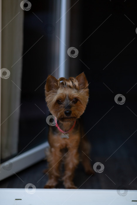 Скачать Собака выглядывает из окна дома фотосток Ozero