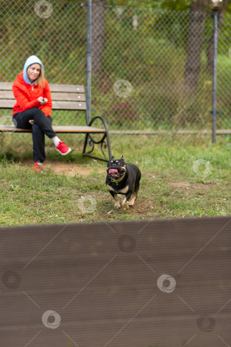 Скачать Французский бульдог бежит по площадке для дрессировки собак фотосток Ozero