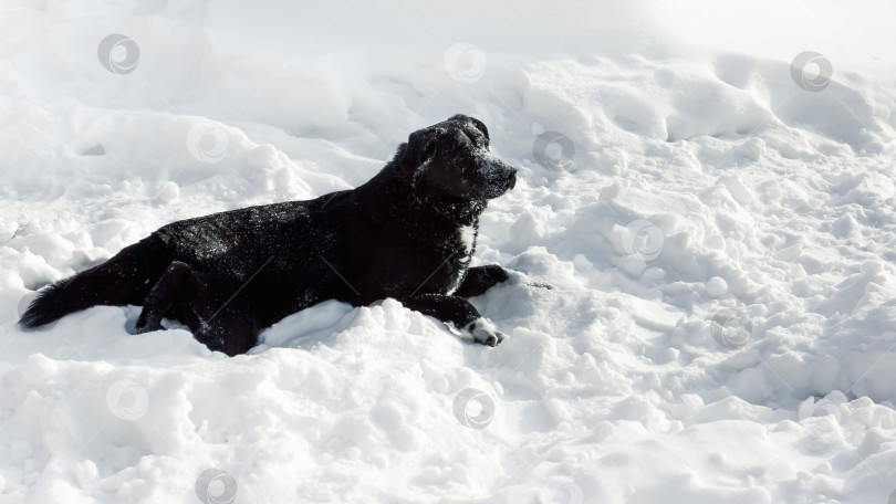 Скачать Черная собака-метис лабрадора-ретривера на снегу фотосток Ozero