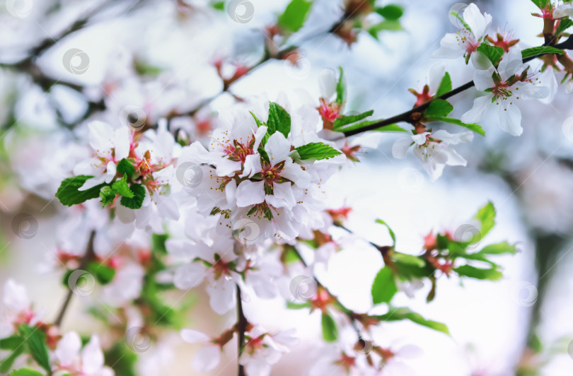 Скачать Белые Цветы Весенней Сакуры фотосток Ozero