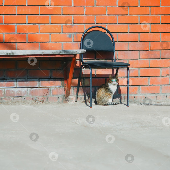 Скачать Уличный Кот и Брошенный стул у Кирпичной стены фотосток Ozero