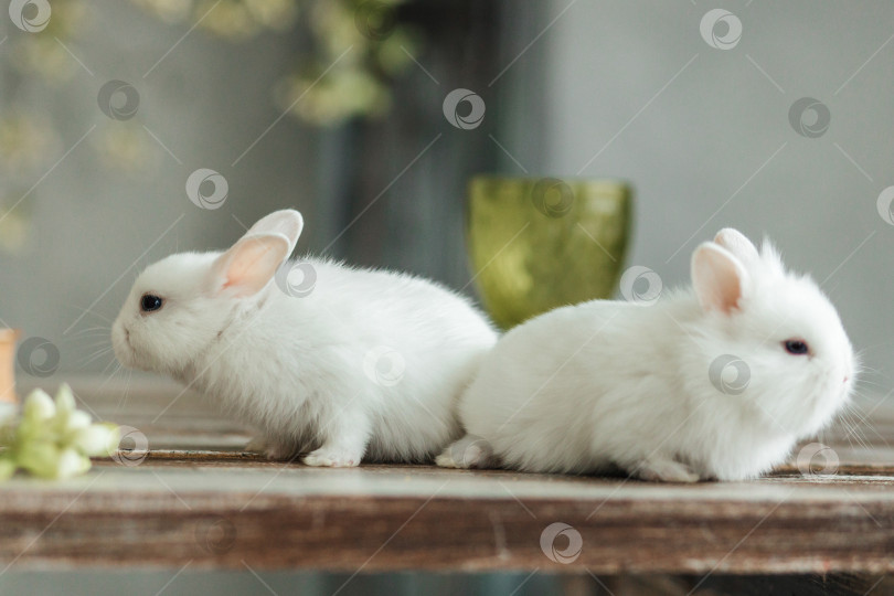 Скачать Группа милых пасхальных кроликов на столе в гостиной. Красивые милые домашние животные. фотосток Ozero