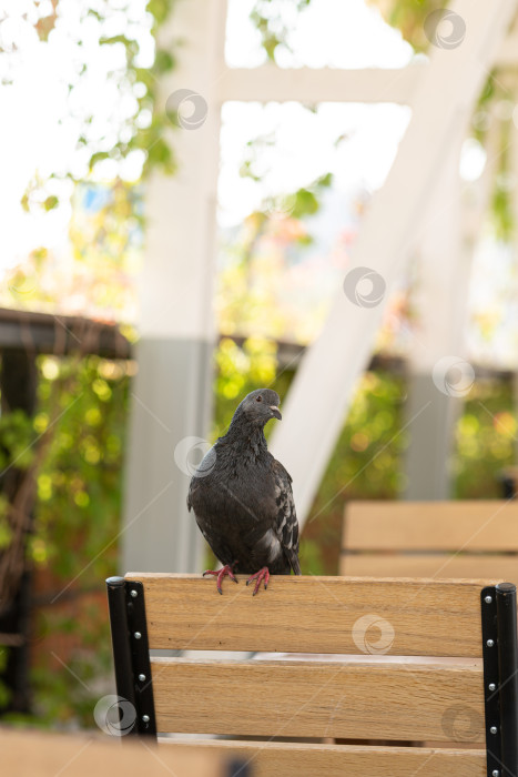 Скачать Голубь сидит на стуле в уличном кафе фотосток Ozero
