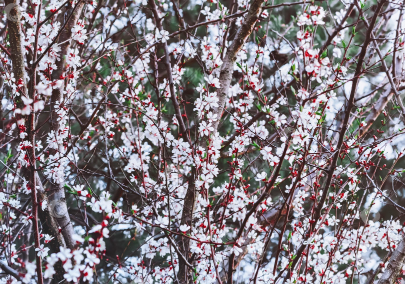 Скачать Цветущее миндальное дерево весной фотосток Ozero