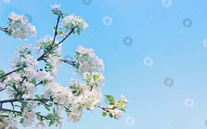 Скачать Цветы яблони на фоне Голубого неба фотосток Ozero