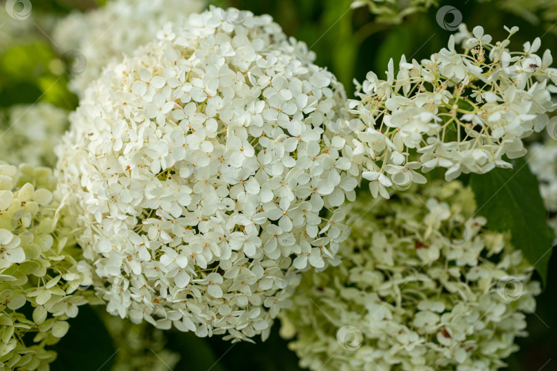 Скачать Белые цветы гортензии, фон фотосток Ozero