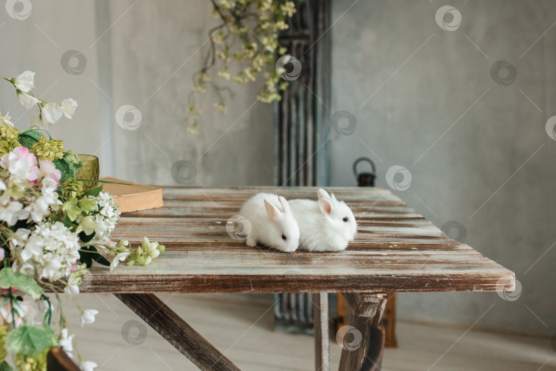 Скачать Группа милых пасхальных кроликов на столе в гостиной. Красивые милые домашние животные. фотосток Ozero