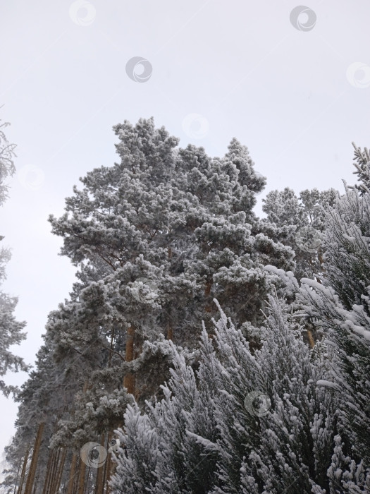 Скачать Зимний пейзаж. Кусты и деревья в снегу фотосток Ozero