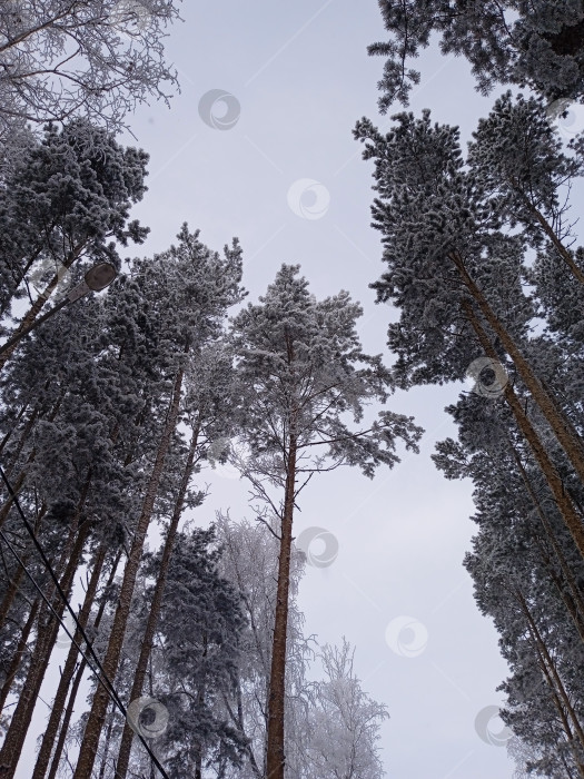 Скачать Зимний пейзаж. Вид снизу вверх на заснеженные сосны фотосток Ozero