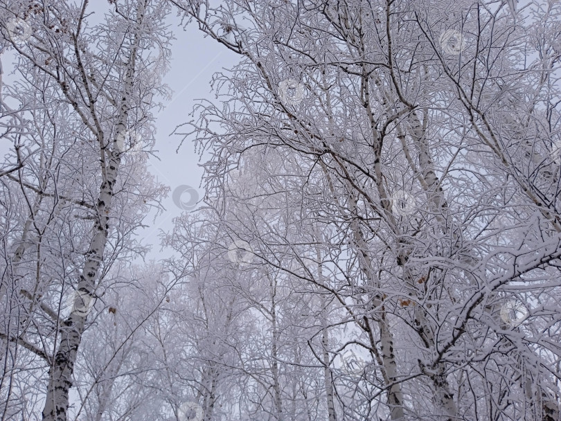 Скачать Зимний пейзаж. Березовый лес зимой фотосток Ozero