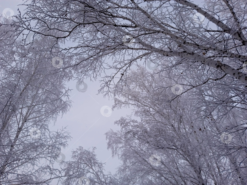 Скачать Зимний пейзаж. Вид снизу вверх на заснеженные березы фотосток Ozero