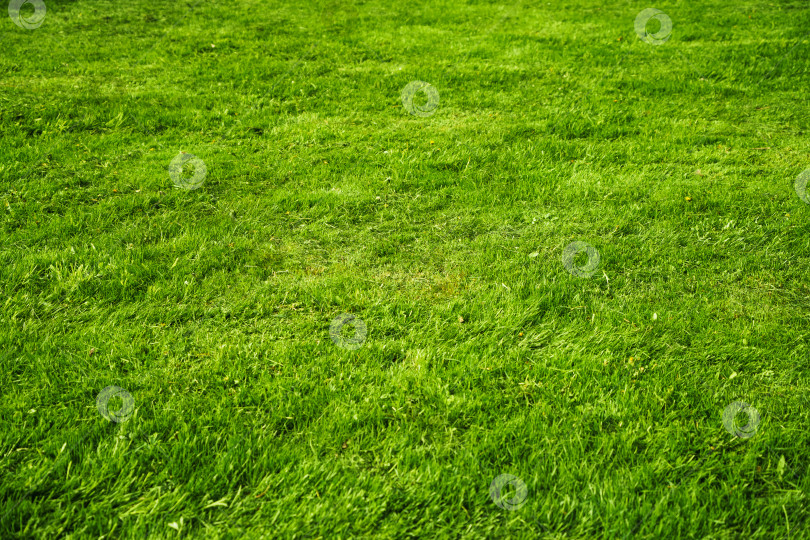 Скачать зеленая сочная трава в качестве фона фотосток Ozero