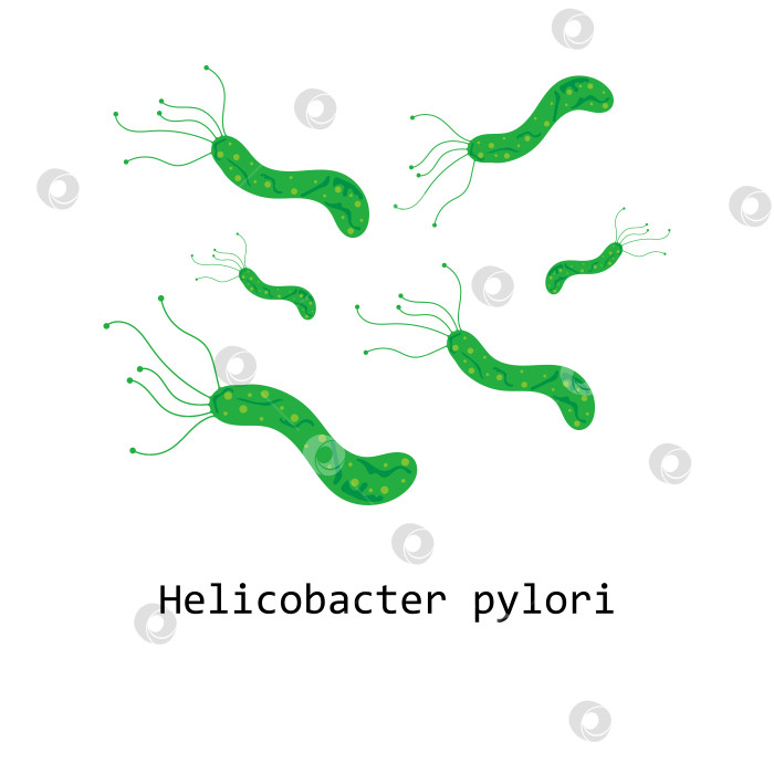 Скачать Иллюстрация Helicobacter pylori. Тема здоровья желудка. фотосток Ozero