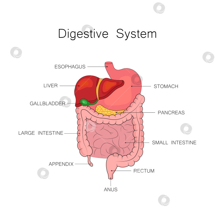 Скачать Векторная иллюстрация пищеварительной системы человека. фотосток Ozero