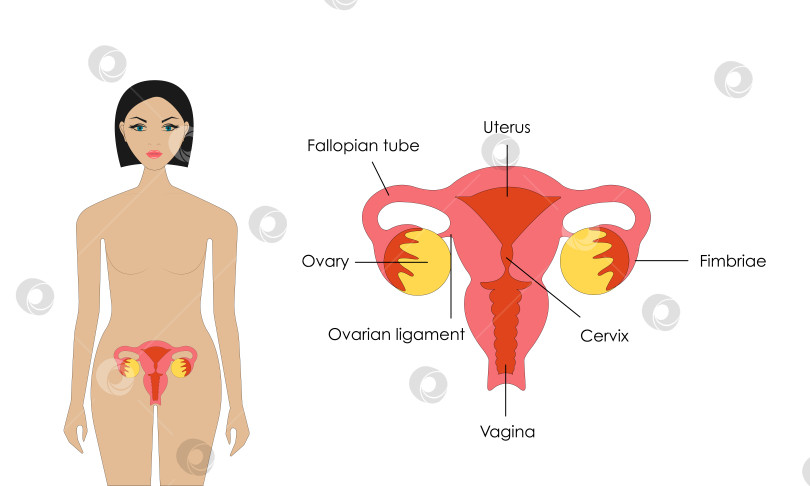 Скачать Женская репродуктивная система. фотосток Ozero