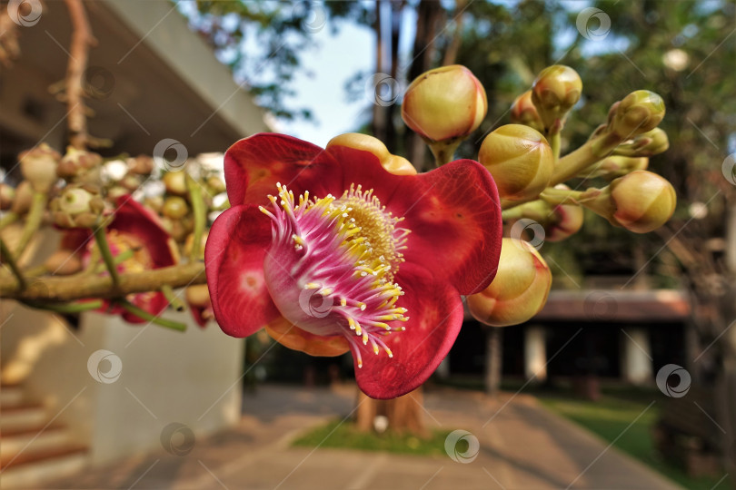 Скачать Невероятно красивый цветок дерева Курупита гвианская фотосток Ozero