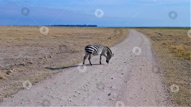 Скачать Одинокая зебра спокойно переходит пыльную дорогу в парке Амбосели фотосток Ozero
