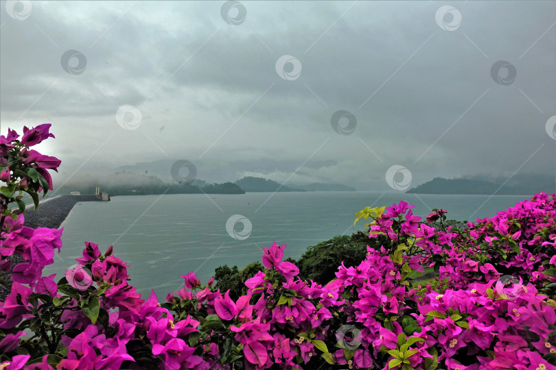 Скачать Озеро в Таиланде. Туман и дождь. фотосток Ozero