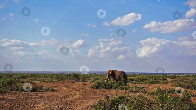 Скачать Африканская саванна. Большой одинокий слон прогуливается фотосток Ozero