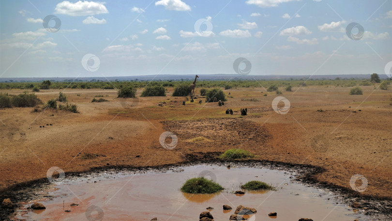 Скачать Кения. Национальный парк Амбосели фотосток Ozero