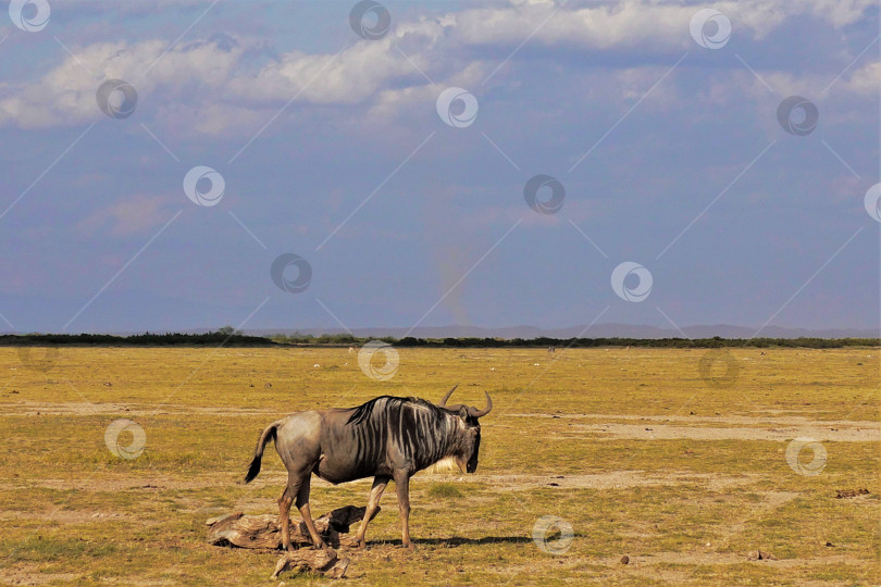 Скачать Антилопа гну медленно прогуливается по выжженной солнцем траве саванны фотосток Ozero