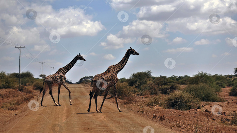 Скачать Кения. Два грациозных жирафа медленно переходят дорогу. фотосток Ozero