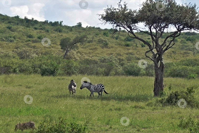 Скачать Две полосатые зебры играют на сочной зеленой траве фотосток Ozero