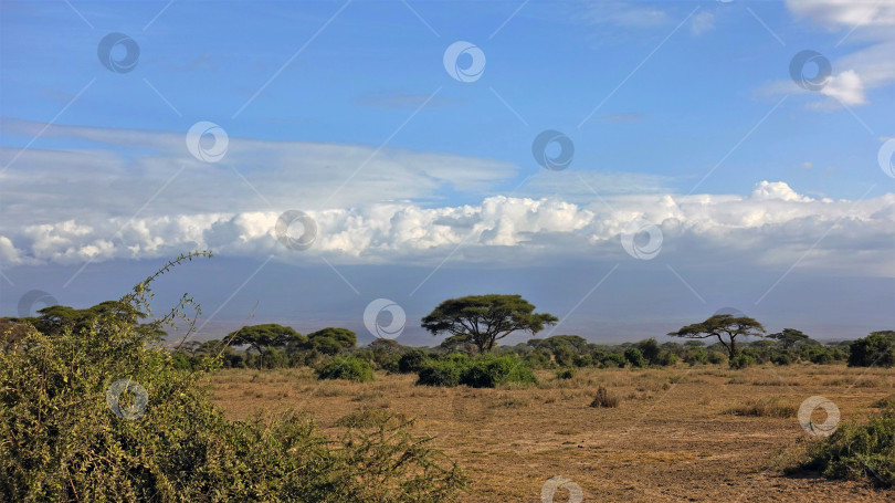 Скачать Кения. Типичный африканский пейзаж. фотосток Ozero
