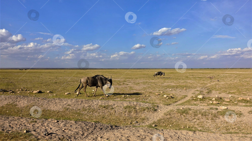 Скачать В саванне пасутся антилопы гну. фотосток Ozero