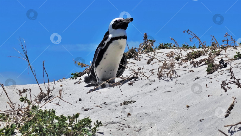 Скачать Удивительный южноафриканский черноногий пингвин. фотосток Ozero
