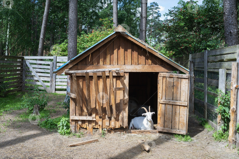 Скачать Коза отдыхает в деревянном домике на ферме фотосток Ozero