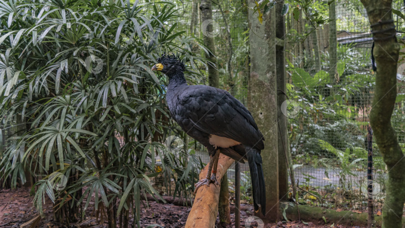 Скачать Тропическая птица Crax fasciolata- кюрасо с голым лицом сидит на жердочке в саду фотосток Ozero