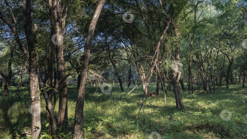Скачать Заросли индийских джунглей. Среди зеленой травы виден термитник. фотосток Ozero