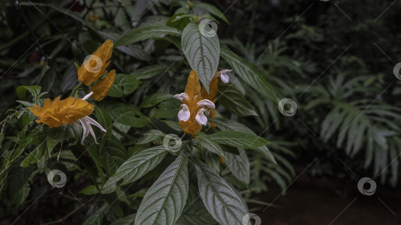 Скачать Красивое тропическое растение Pachystachys lutea. фотосток Ozero