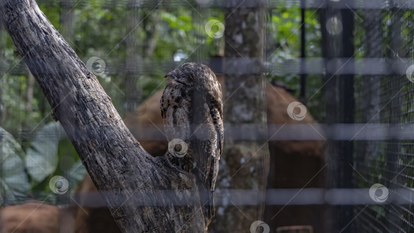 Скачать Козодой nyctibius maculosus в клетке. Птица сидит на стволе дерева и спит. фотосток Ozero