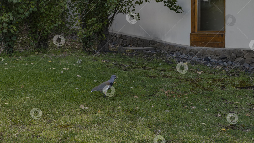 Скачать Птица Vanellus chilensis прогуливается по зеленой траве фотосток Ozero