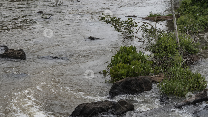 Скачать Течение реки Игуасу. Вода пенится вокруг скал фотосток Ozero