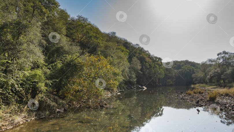 Скачать Спокойная река в джунглях. Птица на мелководье поджидает добычу. фотосток Ozero