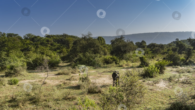 Скачать На поляне в джунглях стоит черный буйвол. фотосток Ozero