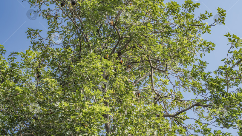 Скачать Зеленая крона дерева на фоне голубого неба. На ветвях - висящие вниз головой летучие мыши - летучие лисицы фотосток Ozero