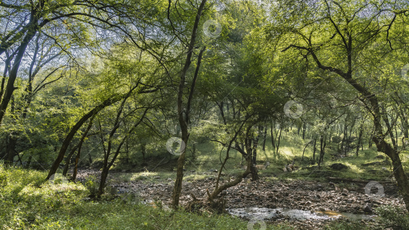 Скачать Антилопы нильгаи отдыхают в тенистых джунглях рядом с высохшим каменистым руслом ручья фотосток Ozero