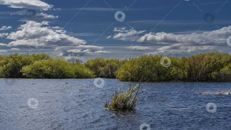 Скачать Пышные зеленые кусты на берегу голубого озера. фотосток Ozero