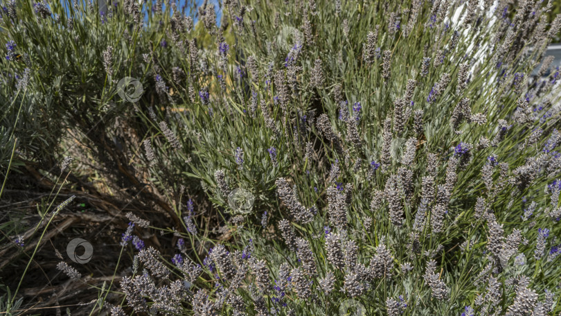 Скачать Куст цветущей лаванды. фотосток Ozero